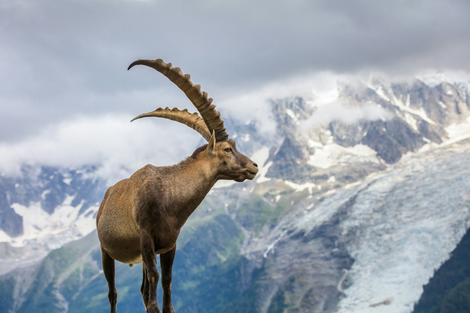 Alpine ibex (Capra ibex) in Mont Blanc, France