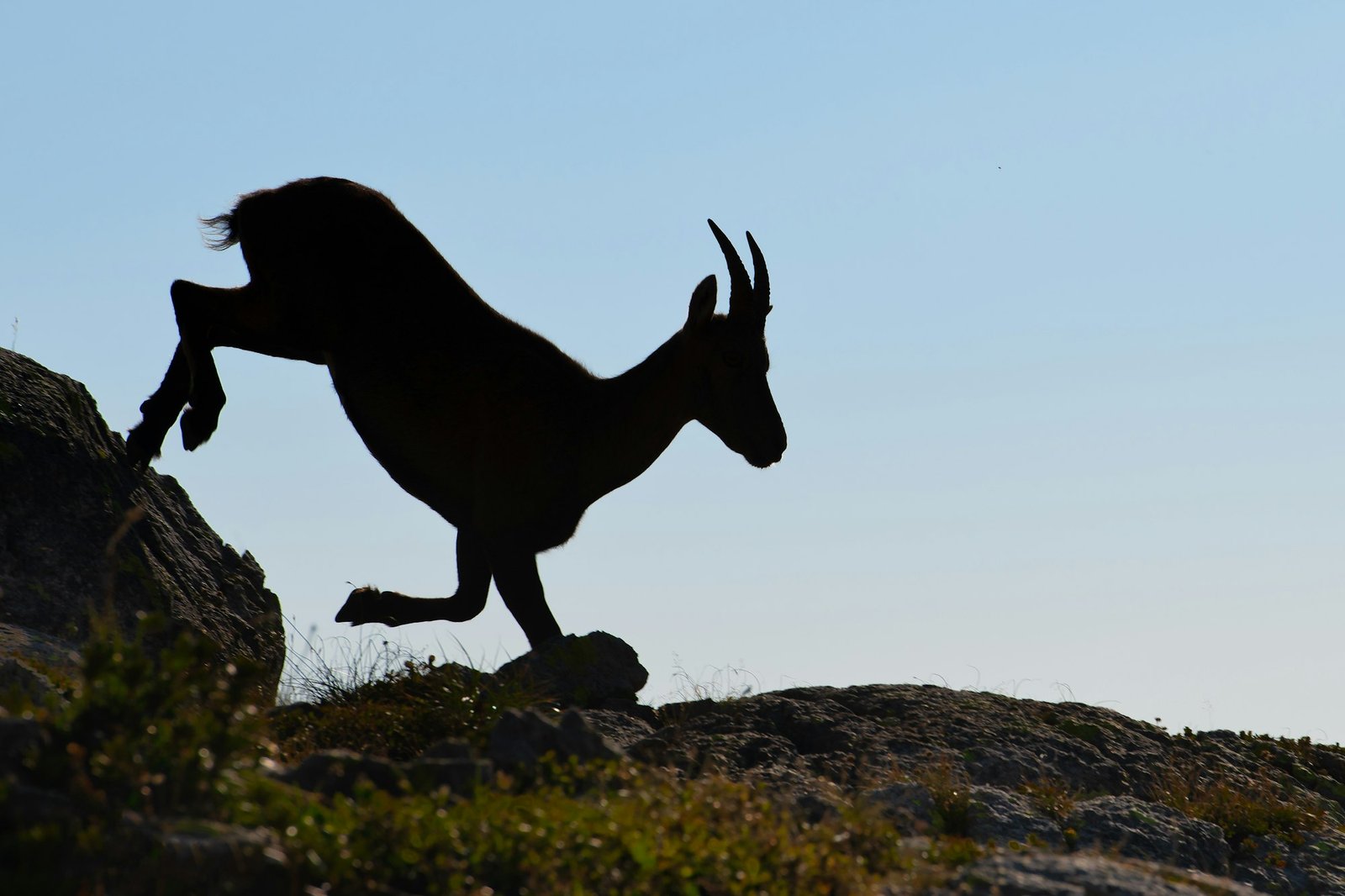 Ibex in silhouette